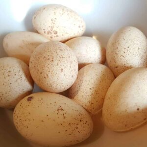 Dozen Turkey Eggs
